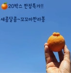 제주 하우스 한라봉 5kg 바로먹는 후숙완료 못난이 가정용 꼬꼬마 하로농원 : 움직이는잡화점