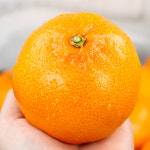 제주도 천혜향 2Kg 제주 하우스 천혜향 가정용 대과 소과 명품과일 천의향 천해향 : 흙향기농장