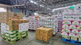 다채농장 당일수확 신선한 취청오이 낱개 박스 진공포장 : 우리농산물 다채 참누리농산