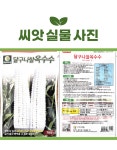 달구나찰옥수수 씨앗 70립 다농 씨 종자 모종 작물 텃밭 찰옥수수씨 : 슬기로운농약사