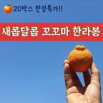 제주 하우스 한라봉 5kg 바로먹는 후숙완료 못난이 가정용 꼬꼬마 하로농원 : 움직이는잡화점