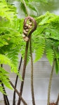 [황금송고사리] 대품 독특한 황금빛 줄기와 우아한 잎 J0101 -동일품배송- 높이90cm 폭60cm : -수림화원-
