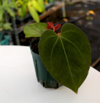 안스리움 킹오브스페이드 셀프 (동일품) : 키티플라워