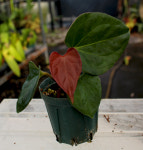 안스리움 킹오브스페이드 셀프 (동일품) : 키티플라워