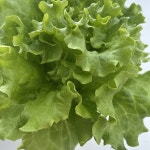 바타비아 1kg 쌈채소 최적합 (주문 즉시 수확 및 산지 직송, 낱개 포장) : 신선광채