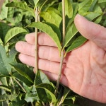 금목서 은목서 삽목 1년생 조경용 남부수종 관상수 : 우림원예가든센터