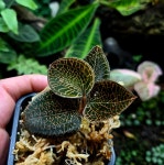 보석란 anoectochius sp 테라리움 비바리움 난초 : 애니멀리움 이색동물샵