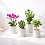 금산화분배달 승진화분 동양난 농장직송 : 꽃판다