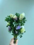 아네모네 한단  농장직송 졸업 생일 축하 장미꽃 꽃선물 장미 스승의날 어버이날 기념일 : 송현장미