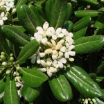 만리향나무 (돈나무) 5치화분 : 아름다운 갤러리