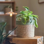 나투라 짚 바구니 라탄 화분 꽃병 공예품 장식 모던 홈 거실 침실 상점 정원 식물 1. White 23x25cm : 한겨리샵15호점