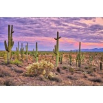 서부 사막 선인장 사진 배경 황혼 산 관목 언덕 자연 장면 초상화 스튜디오 : 욕심쟁이조유