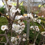 매화나무 운용매화 접목 1년생 묘목 관목류 : 우림원예가든센터