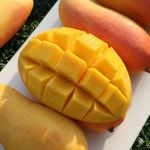 태국 마하차녹 무지개망고 고당도 생망고 : 달로마켓