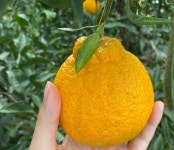 [창주농장]고당도 노지 한라봉 13-15브릭스 소과, 10kg, 1개 : 창주농장