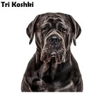 트라이 Koshki KCS377 갈색 개 지팡이 Corso 자동차 스티커 PVC 데칼 오토바이 트럭 노트북 냉장고 문 벽 창 : 네이처블랭크