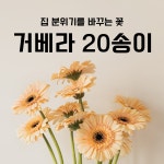 농장직송 거베라 생화 20송이 꽃다발 색상랜덤 인테리어꽃 집들이선물 : 만봉 스토어