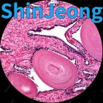 품질보장 실험실 클리닉 수의사 삼안 현미경 -- AmScope 용품, 40X-2000X : 신정종합상사S32
