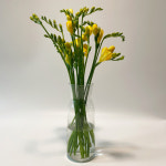 [꽃사탕] 프리지아 생화 10줄기 20줄기, 봄을 나누는 꽃 : 꽃 사탕