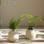 아스파라거스 나누스 키우기쉬운 음지식물 화분 : 물구나무 식물가게