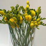 [꽃사탕] 프리지아 생화 10줄기 20줄기, 봄을 나누는 꽃 : 꽃 사탕