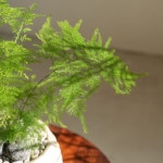 아스파라거스 나누스 키우기쉬운 음지식물 화분 : 물구나무 식물가게