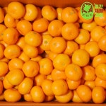 제주 하귤 제주도 하우스귤 맛좋은 제주농협 귤림원 귤 5kg 5키로 3kg : 월간 제철 과일