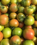 (과일천국1번지) 짭짤이 토마토4kg : 과일판매