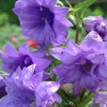 겹캄파눌라 버니스 [1포트] (복남이네야생화 겹꽃 더블 초롱꽃 Campanula Bernice) : 복남이네야생화