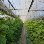 친환경 무농약 백다다기오이 2kg : 순애농장