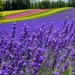 흰그림자투어 오리지널 투어  비에이 후라노 투어 스스키노 I 아침 9시 30분 출발 - 저녁 7시 도착 : 흰그림자투어 주식회사