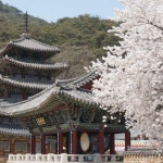 [부산출발] 속리산법주사 + 청남대 힐링여행 부산출발 당일치기 버스여행 청춘여행사 : 청춘여행사