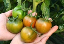 (과일천국1번지) 짭짤이 토마토4kg : 과일판매