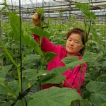 친환경 무농약 백다다기오이 2kg : 순애농장