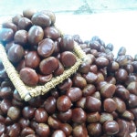 약품처리안한 부여밤 대보밤(중, 대, 특) 1kg 믿고먹는 만석이네농장 제사용밤 생율밤 : 만석이네농장