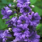겹캄파눌라 버니스 [1포트] (복남이네야생화 겹꽃 더블 초롱꽃 Campanula Bernice) : 복남이네야생화