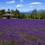 흰그림자투어 오리지널 투어  비에이 후라노 투어 스스키노 I 아침 9시 30분 출발 - 저녁 7시 도착 : 흰그림자투어 주식회사