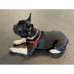 센스-이온 센스-아이블 노 풀 도그 레드 - 미디엄 : 루디아럭스마켓