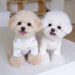 렛츠독 강아지 발레코어 잘늘어나는 리본 골지 사계절 티셔츠 실내복 옷 핑크리본 XXS : 렛츠독