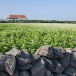 국내산 봉평 메밀 막국수 소바 면 1kg : 복덩이언니