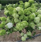 분꽃나무 차이니즈스노우볼 4치 포트 묘목 화목류 : 우림원예가든센터