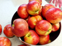 신비복숭아묘목 천도복숭아 : 수풀가든센터