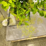 안개나무 레몬레이디 13cm 포트묘 플랜팁 묘목 : 신박나무농원