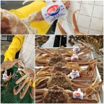 갈릴리수산 국내산 포항 제철 박달 영덕 대게 게 1kg [국산박달] 부터 러시아 : 갈릴리 수산