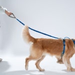 클레이클럽 고 맨텀 번지 리쉬 [핑크,블루,그린,그레이] : 퍼피갤러리