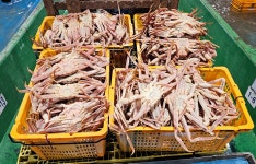 갈릴리수산 국내산 포항 제철 박달 영덕 대게 게 1kg [국산박달] 부터 러시아 : 갈릴리 수산