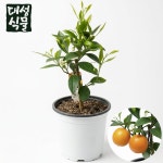 귤나무 (H30) 귤나무키우기 묘목 유실수 과실수 대성식물 : 대성식물
