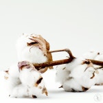 SG 클린코튼 type (국내) (New) 1L : 에스지