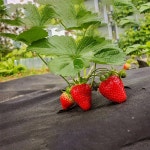 검은색 천공 통기성 부직포 잔디 방지 직물 채소밭 정원 덮개에 적합 1. Black -0.6X5 meters : 호걸쇼핑8호점
