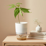 민화 식물 키우기 키트 강낭콩 / 씨앗재배 식목일 관찰학습 새싹키우기 미니화분키트 생태교육 : 오피스스쿨